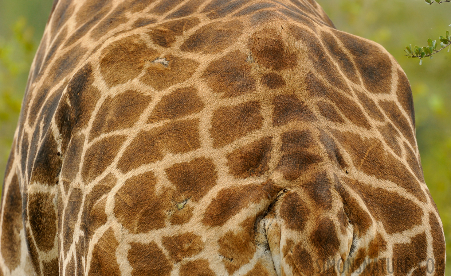 Giraffa giraffa giraffa [550 mm, 1/500 sec at f / 9.0, ISO 1600]